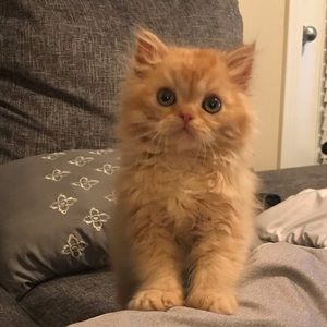 Meet your Posher, Jose